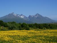 Blumenwiese vor Himmelstindan und Krikktindan - Lofoten